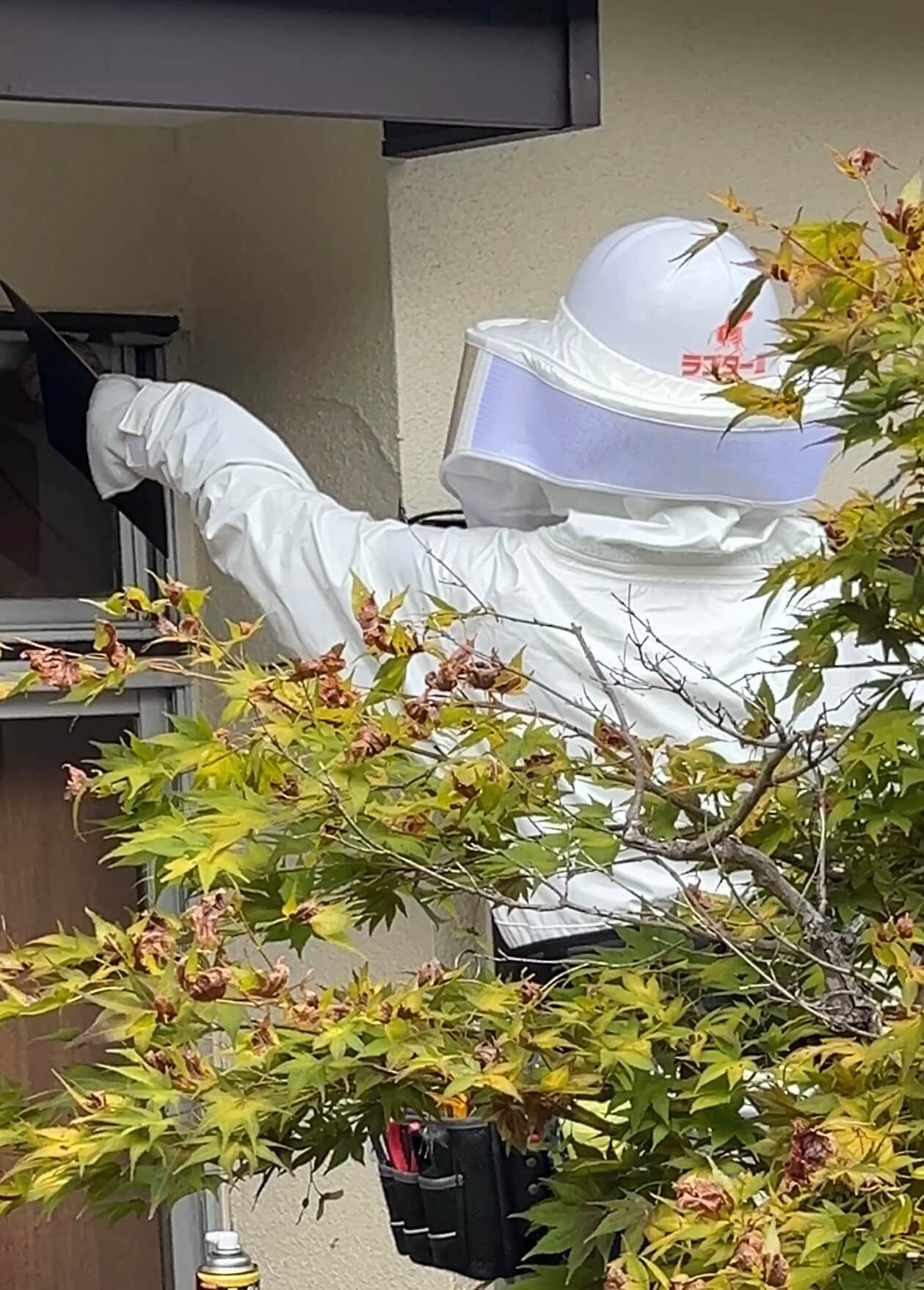 スズメバチの駆除中